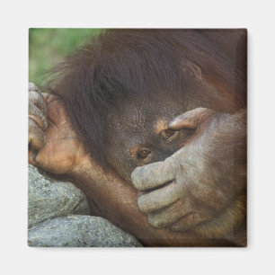Sumatra-Orang-Utan, Pongo pygmaeus Magnet