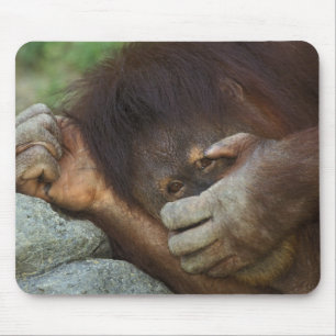 Sumatra-Orang-Utan, Pongo pygmaeus Mousepad