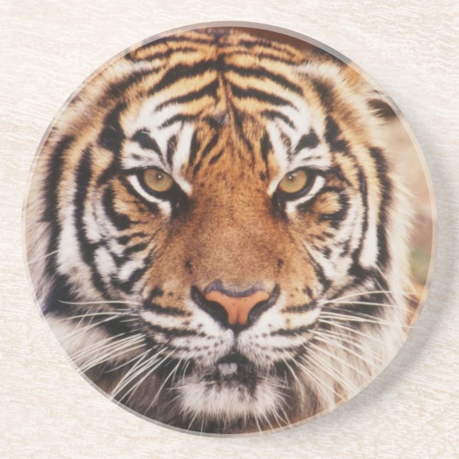 Sumatra-Tiger Getränkeuntersetzer (Vorne)