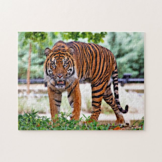 Sumatra-Tiger. Große Katzen. Puzzle (Horizontal)