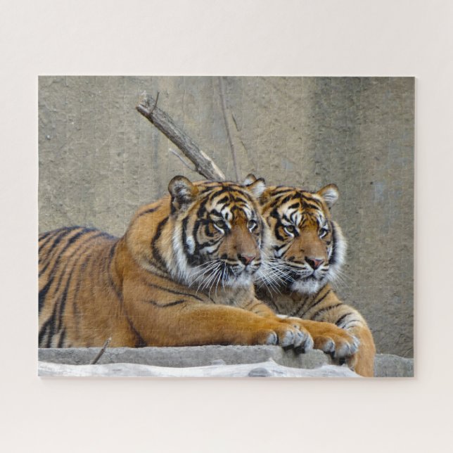 Sumatra-Tiger. Große Katzen. Puzzle (Horizontal)
