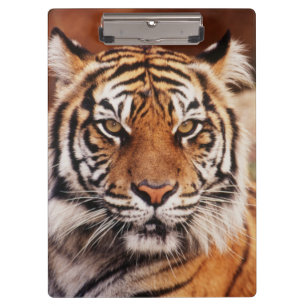 Sumatra-Tiger Klemmbrett
