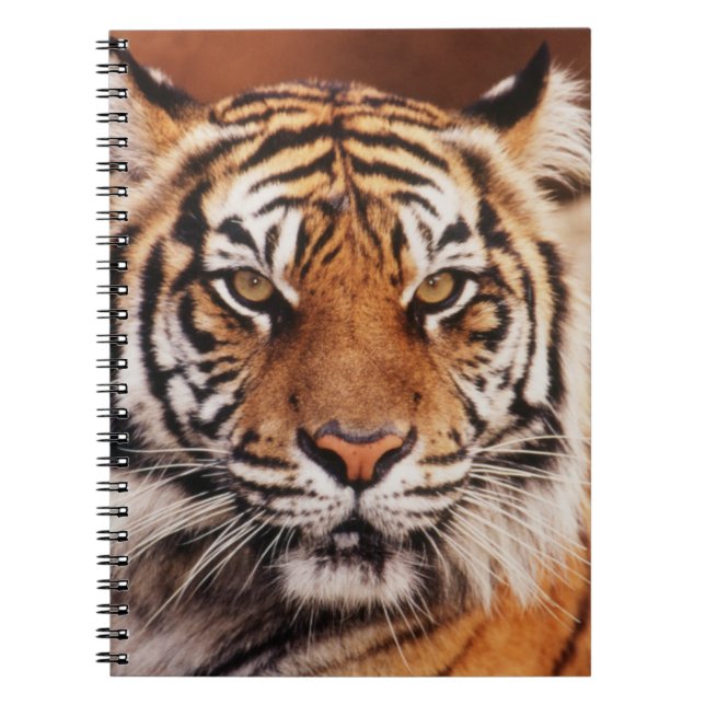 Sumatra-Tiger Notizblock (Vorderseite)