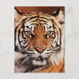 Sumatra-Tiger Postkarte