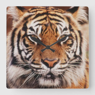 Sumatra-Tiger Quadratische Wanduhr
