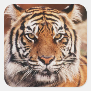 Sumatra-Tiger Quadratischer Aufkleber