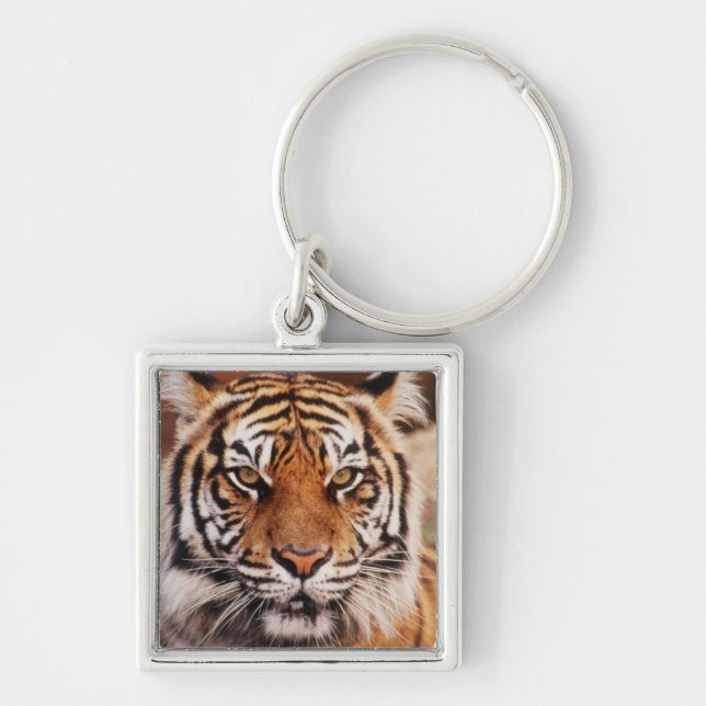 Sumatra-Tiger Schlüsselanhänger (Vorne)