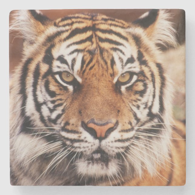 Sumatra-Tiger Steinuntersetzer (Vorderseite)