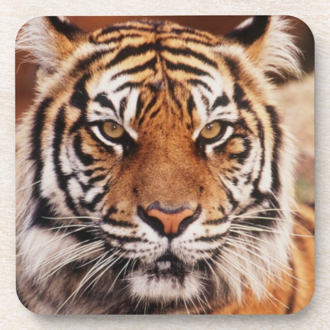 Sumatra-Tiger Untersetzer (Vorderseite)