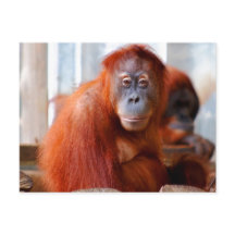 Sumatran Orangutan, freundlich und intelligent