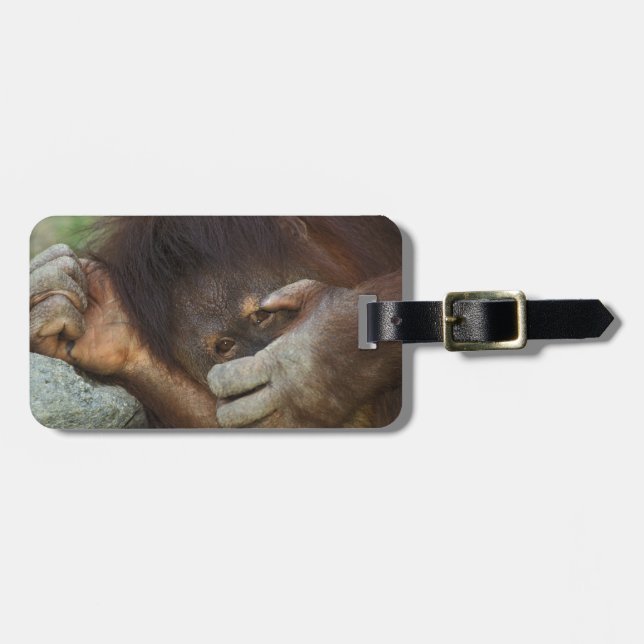 Sumatran Orangutan Pongo pygmaeus Gepäckanhänger (Vorderseite horizontal)