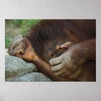 Sumatran Orangutan Pongo pygmaeus