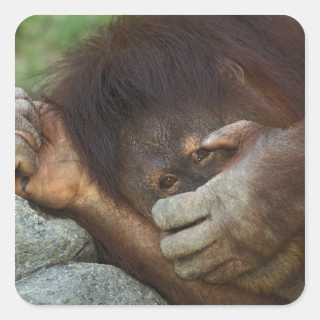 Sumatran Orangutan Pongo pygmaeus Quadratischer Aufkleber (Vorderseite)