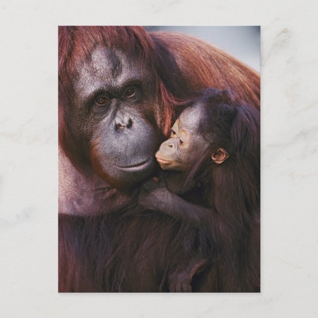 Sumatran-Orangutan-Weibchen mit Baby, Pongo Postkarte (Vorderseite)