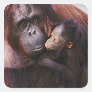 Sumatran-Orangutan-Weibchen mit Baby, Pongo Quadratischer Aufkleber
