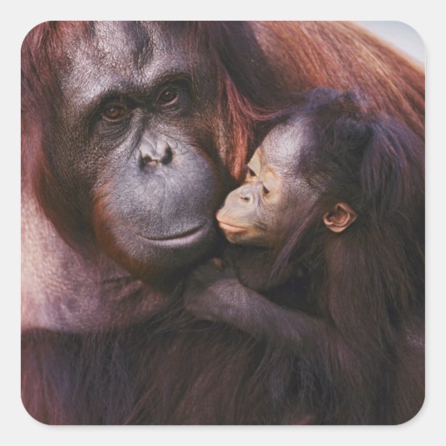 Sumatran-Orangutan-Weibchen mit Baby, Pongo Quadratischer Aufkleber (Vorderseite)