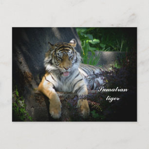 Sumatran Postkarte