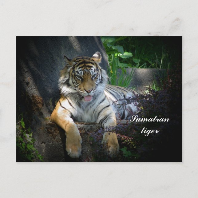 Sumatran Postkarte (Vorderseite)