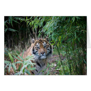 Sumatran Tiger