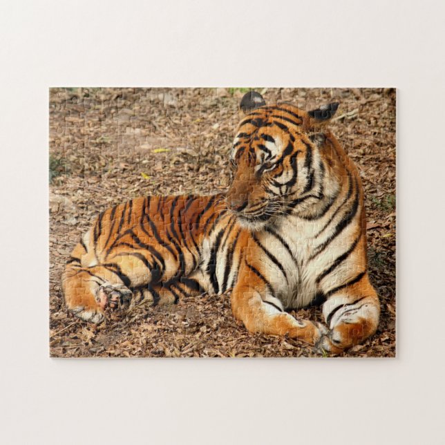 Sumatran Tiger 2 Puzzle (Horizontal)