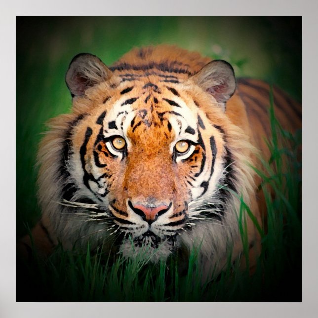 Sumatran Tiger Art Print Poster (Vorne)