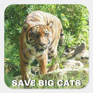 Sumatran Tiger-Aufkleber Quadratischer Aufkleber