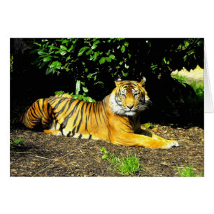 Sumatran Tiger Big Cat