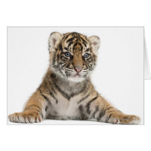 Sumatran Tiger cub