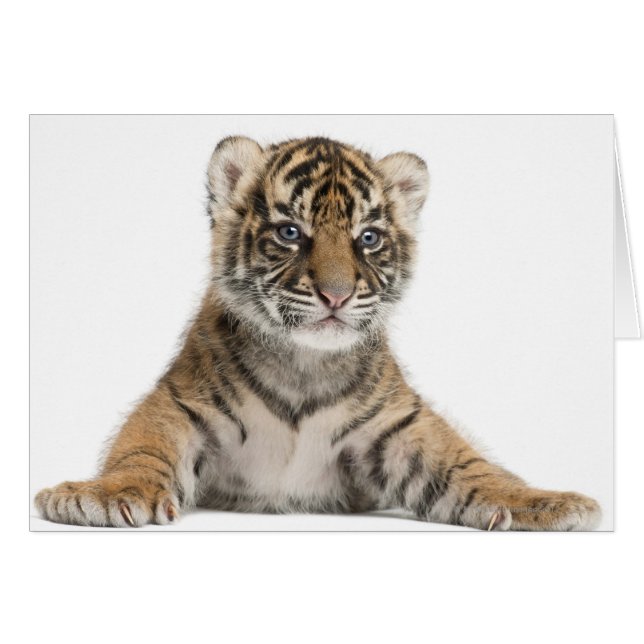 Sumatran Tiger cub (Vorderseite (Horizontal))
