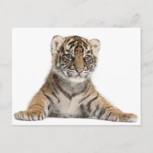 Sumatran Tiger cub Postkarte