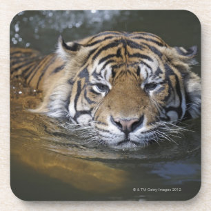 Sumatran Tiger, der Pantheratigris sumatrae Getränkeuntersetzer