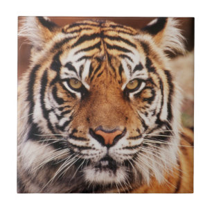Sumatran Tiger Fliese