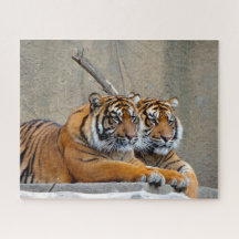 Sumatran Tiger. Große Katzen.