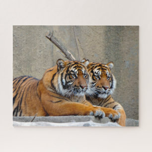 Sumatran Tiger. Große Katzen. Puzzle