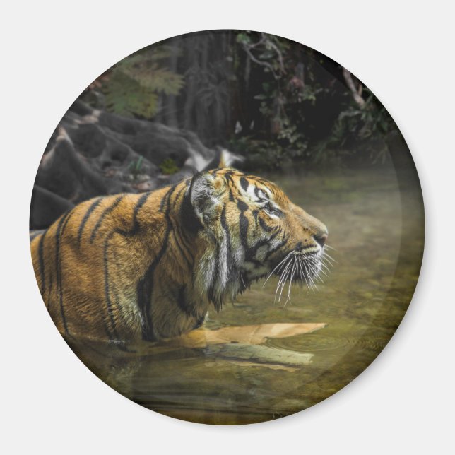 Sumatran Tiger LIGHT THE TIGER Magnet (Vorne)