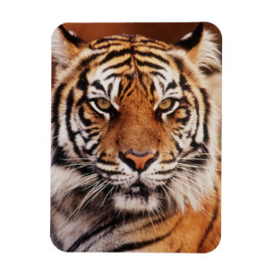 Sumatran Tiger Magnet