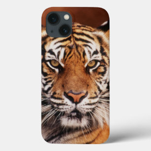 Sumatran Tiger, Panthera der Tigris iPhone 13 Hülle