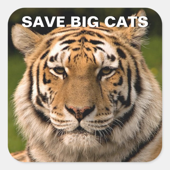 Sumatran Tiger Portrait Sticker (Vorderseite)