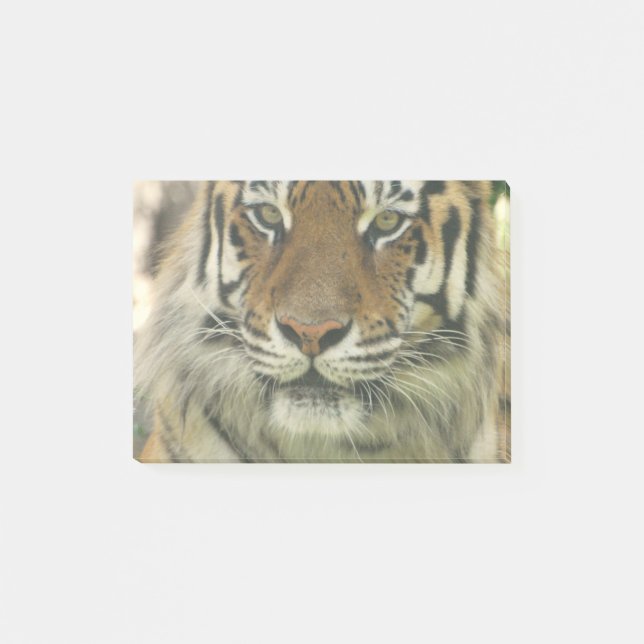 Sumatran Tiger Post-it Klebezettel (Vorderseite)