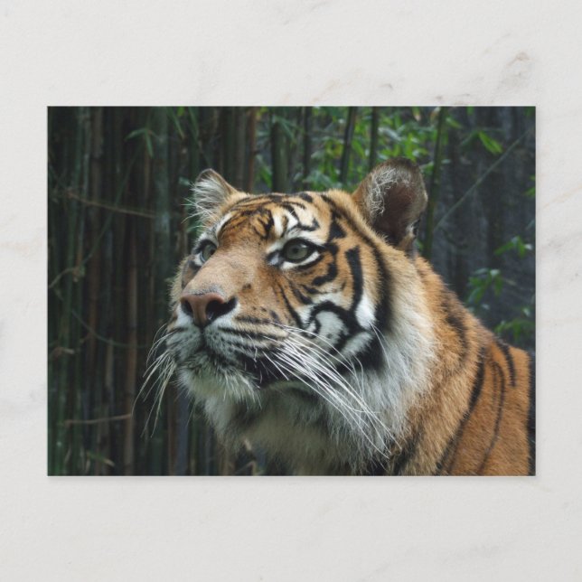 Sumatran Tiger Postcard Postkarte (Vorderseite)
