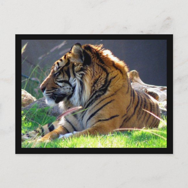 Sumatran Tiger Postkarte (Vorderseite)