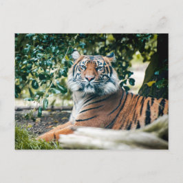 Sumatran Tiger Postkarte