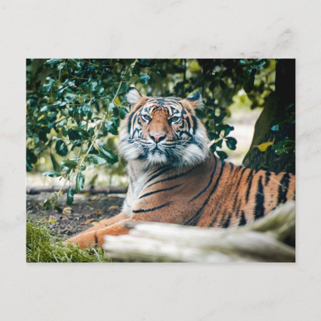 Sumatran Tiger Postkarte (Vorderseite)
