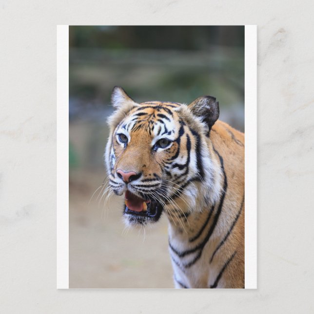 Sumatran Tiger Postkarte (Vorderseite)