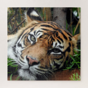Sumatran Tiger Puzzle