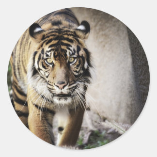 Sumatran Tiger Runder Aufkleber