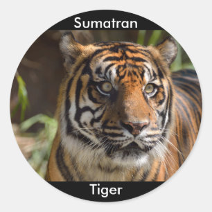 Sumatran Tiger Runder Aufkleber