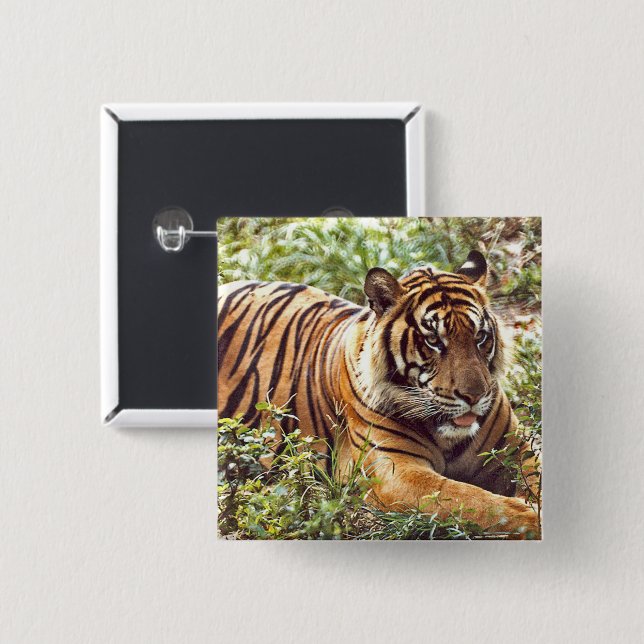 Sumatran Tiger Wild Button (Vorne & Hinten)