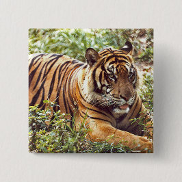 Sumatran Tiger Wild Button