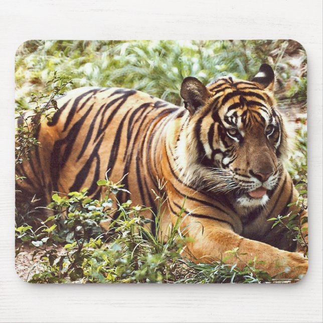 Sumatran-Tiger-Wildjungmouskepad Mousepad (Vorne)